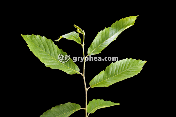 Châtaignier - Rameau avec feuilles (Castanea sativa) - gryphea.com